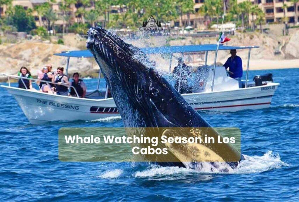 Whale Watching Season in Los Cabos